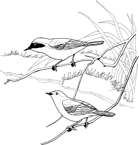 Common Yellowthroat Coloring Page